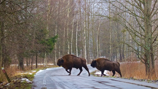 bison-on-the-road-bialowieza-forest-01.jpg