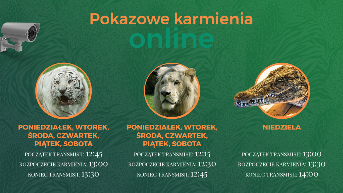 On line etetés Zoo Safari Borysew-ben